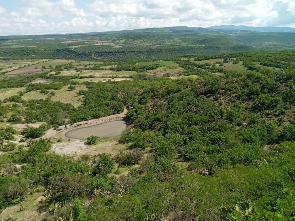Gobierno de Salamanca y CONAFOR inician trabajos de reforestación