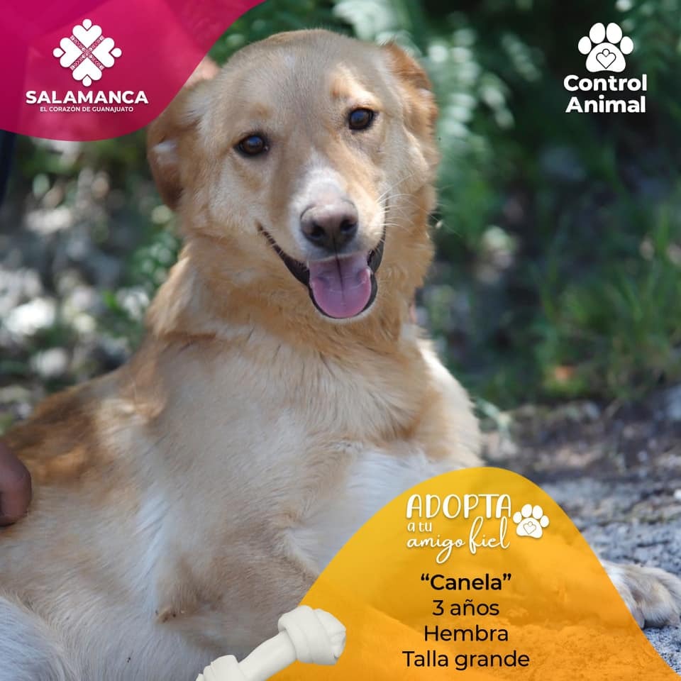 Amigo salmantino, adopta una mascota ¡No compres!