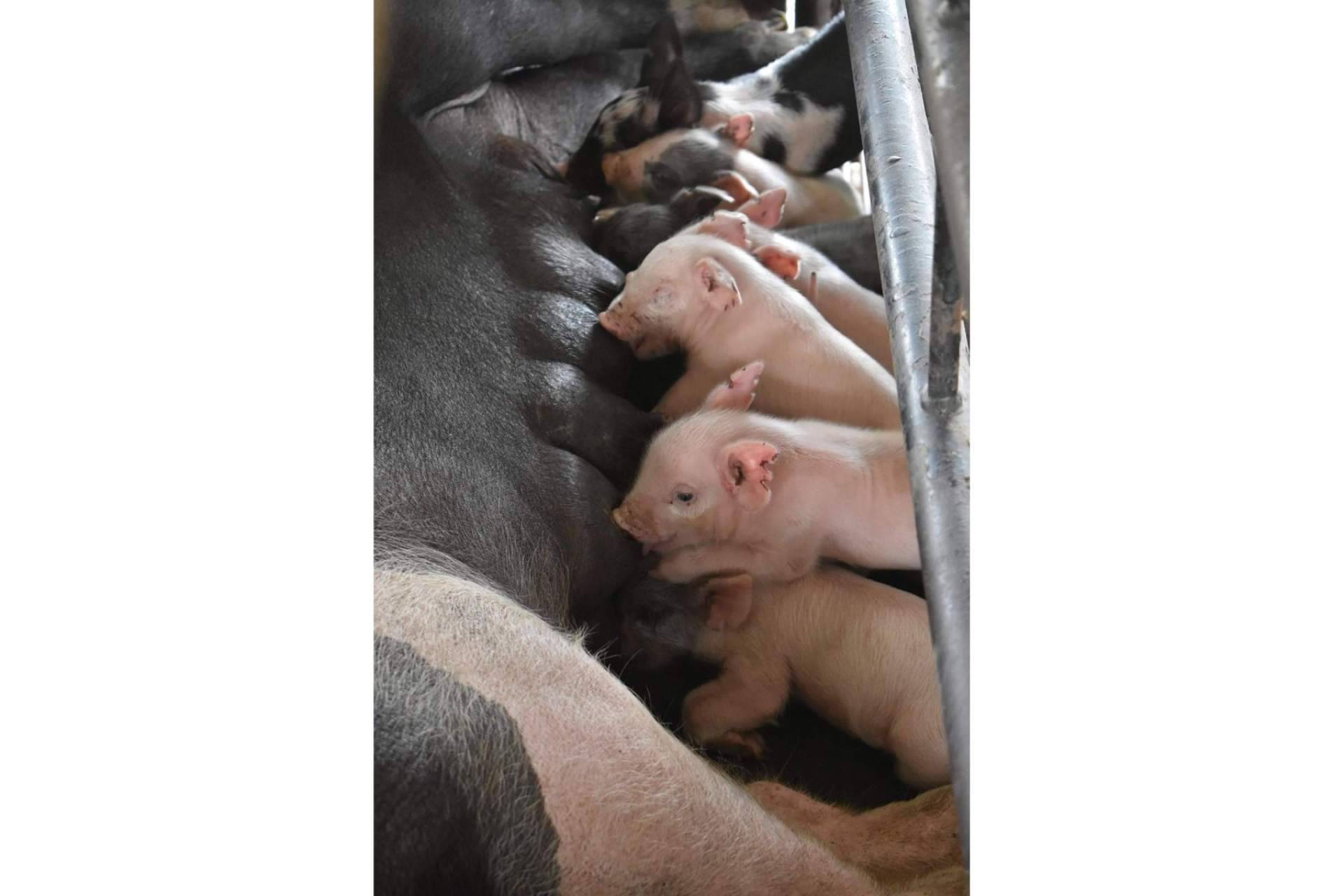 La rentabilidad del negocio la determinan las etapas de alimento para cerdos